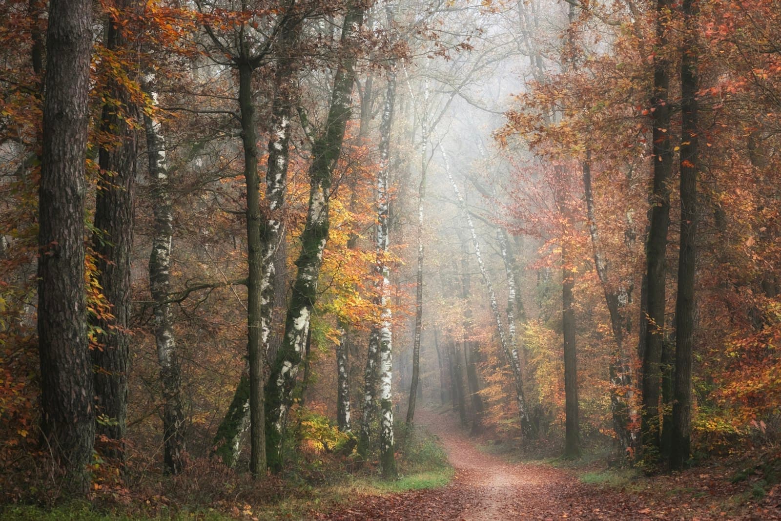 Woodland trail through autumn trees