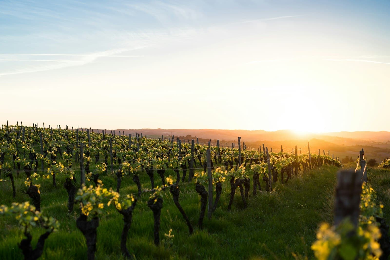 Vineyard rows catching the last of the evening light